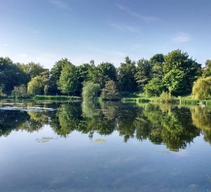 Trees reflected onto a still pond